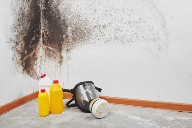 Best Post-Flood Mold Remediation in Bowie, TX