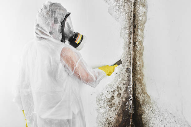 Best Insurance-Related Mold Remediation in Bowie, TX
