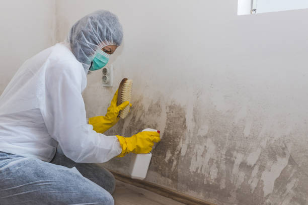 Best HVAC Mold Remediation in Bowie, TX