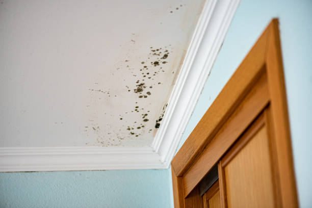 Best Residential Mold Remediation in Bowie, TX