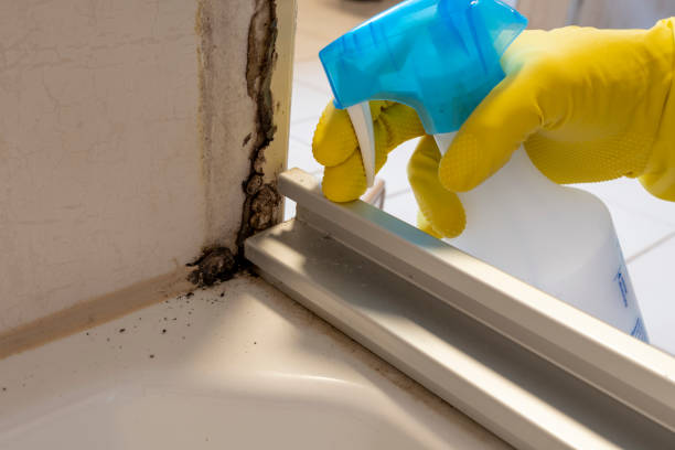 Trusted Bowie, TX Mold Remediation Experts