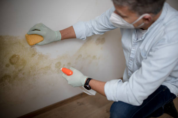 Best Crawl Space Mold Remediation in Bowie, TX