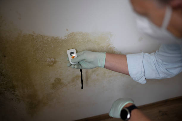 Best Residential Mold Remediation in Bowie, TX