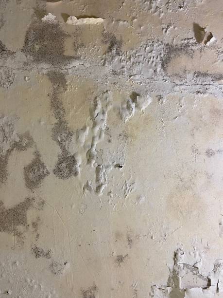 Best Kitchen Mold Remediation in Bowie, TX