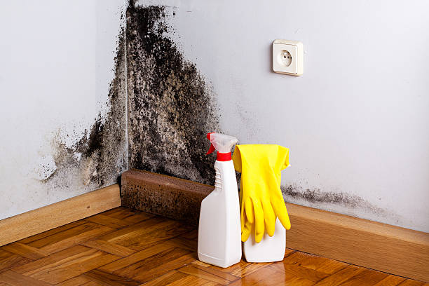 Best Attic Mold Remediation in Bowie, TX