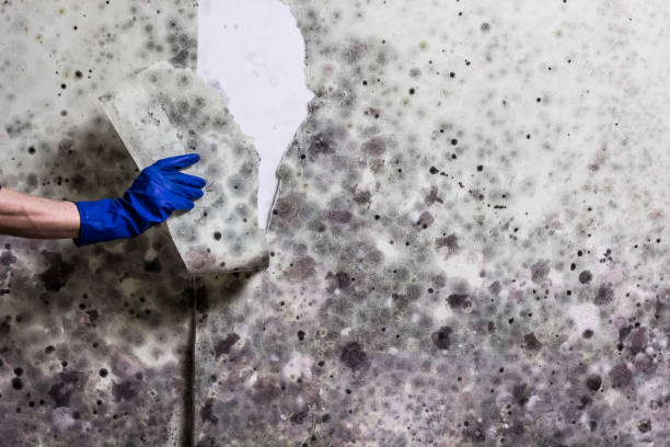 Best Post-Flood Mold Remediation in Bowie, TX